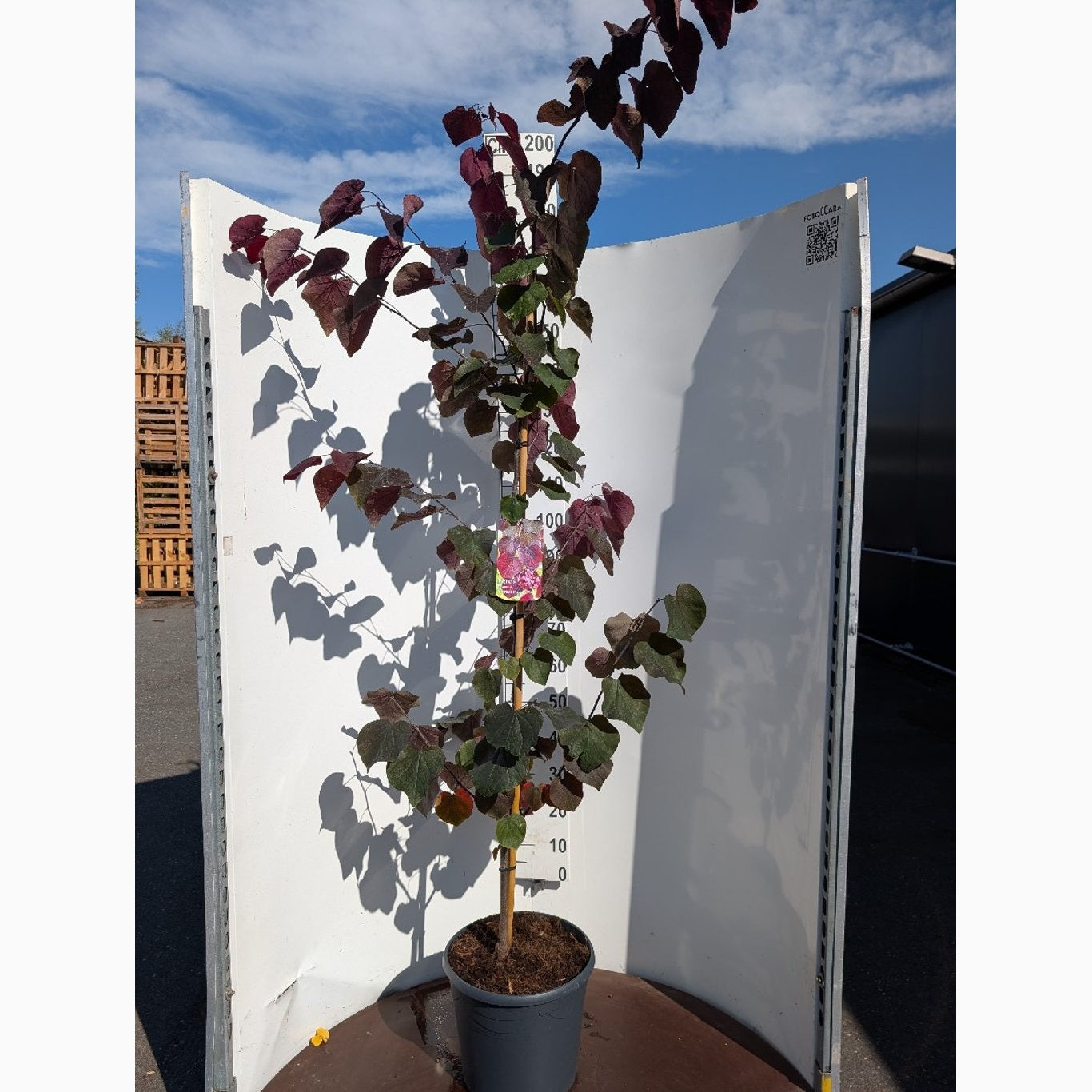 Judasträd – Cercis canadensis 'Forest Pansy' - C20 150-175 CM
